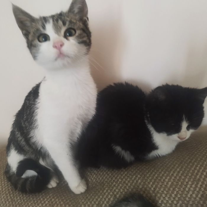 подаряват се котенца