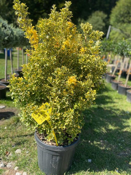Plante ornamentale unice ce transformă orice spațiu natural