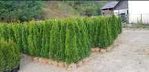 Plante ornamentale orice specie si dimensiune oriunde in tara