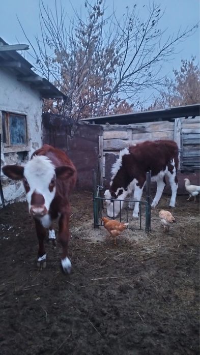 Баспақтар сатылады