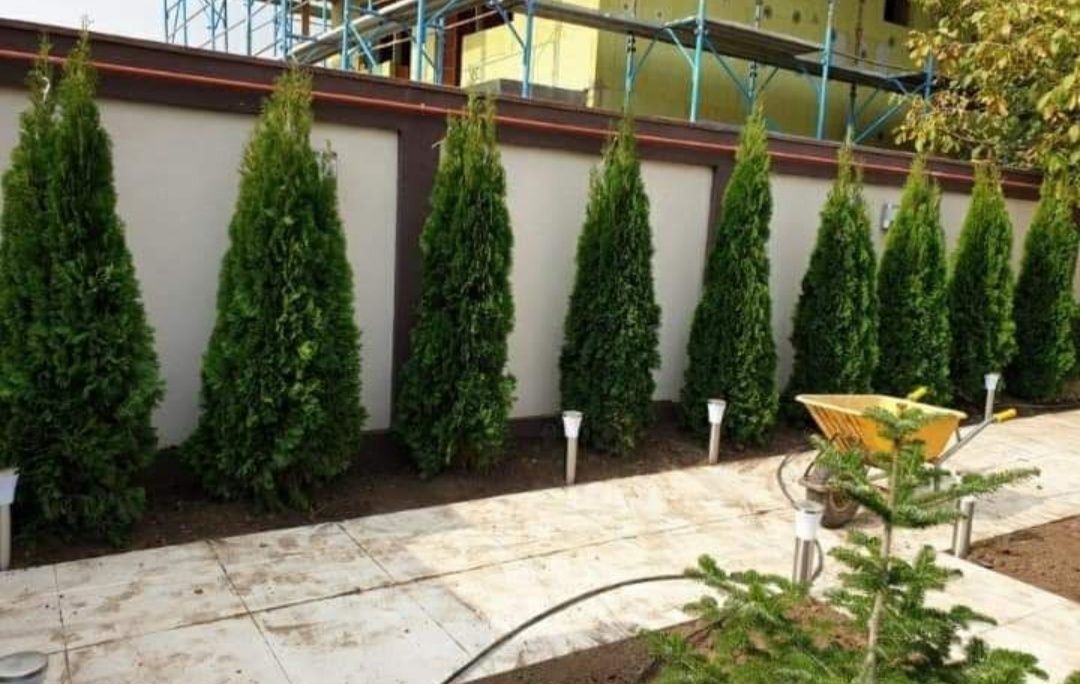 Vand tuia extra calitate,  plante ornamentale de gradina,  pepiniera