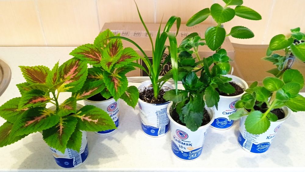 Продажа Комнатных  цветов