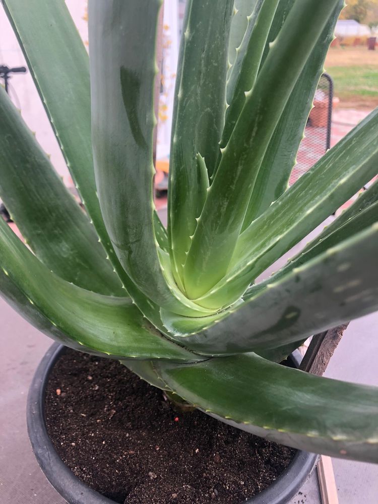 Aloe Vera Barbadensis Miller