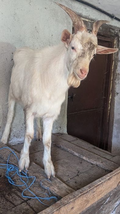 Țap  sannen  bun