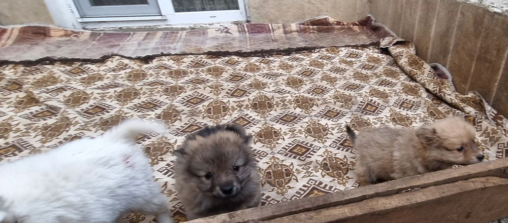 Кученца Немски шпиц!