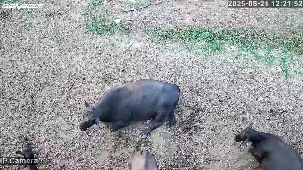 Se vând 2 tauri de reproductie ANGUS