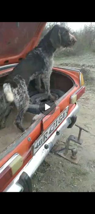 Дратхаар дратхар Drathar овчи ит охотничий легавий собака