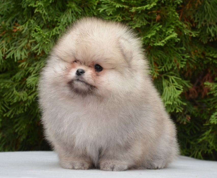 Fetita pomeranian mini/toy!