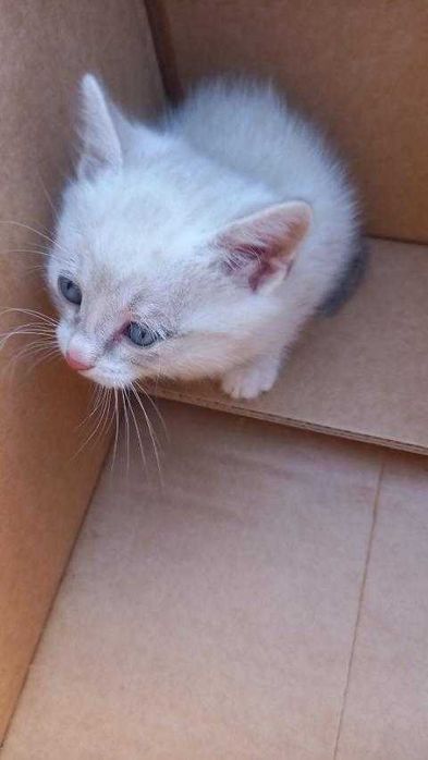 Подарявам котета на 45 дни