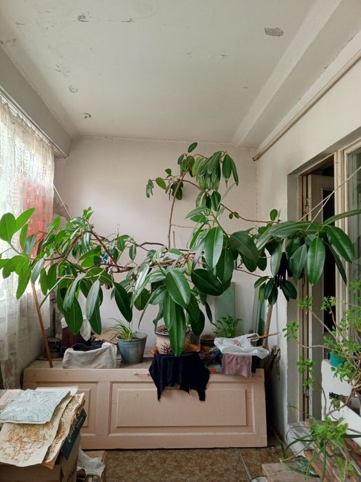 Фикус Цветок, комнатное дерево