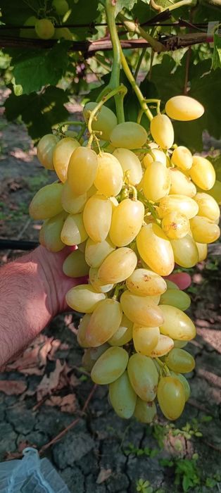 Preobrajenie vita de vie