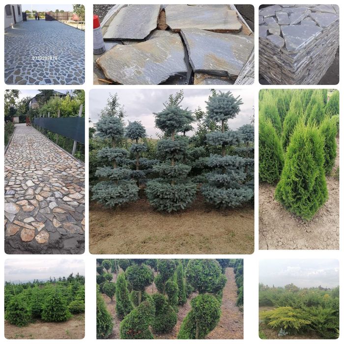 Tuia, Brazi, Gazon, Mesteacăn