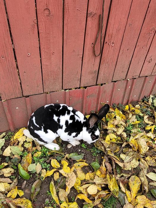 Vand mascul Rex dalmațian