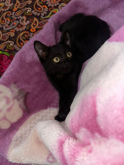 Отдам бесплатно котят в хорошие руки