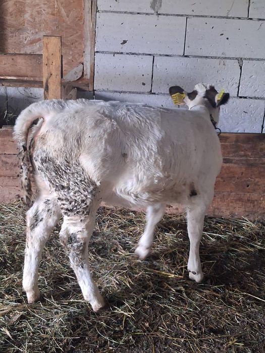 vând vițea  belga de 8 săptămâni