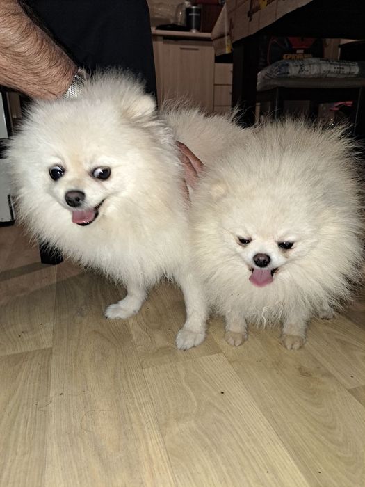 Померан мини шпиц