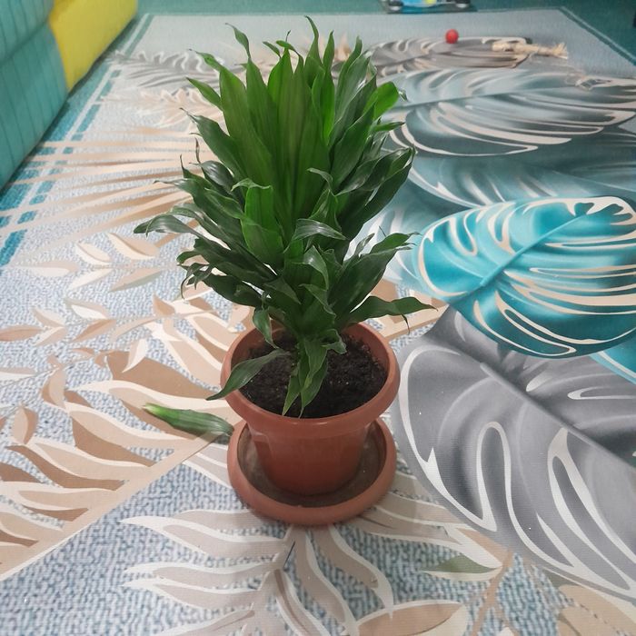 Драцена Компакта