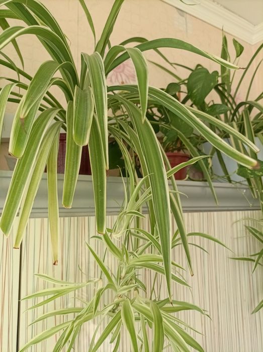 Цветок Хлорофитум комнатный