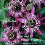 Пасифлора - Passiflora Налични 4 вида