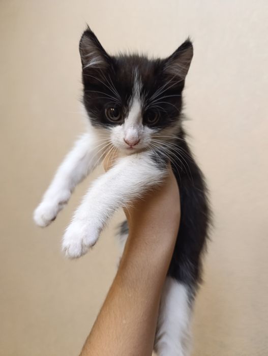 Отдам котят, 2 месяца