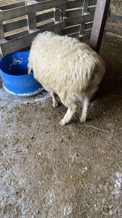 Буаз қой сатылады желіні көрініп тұр