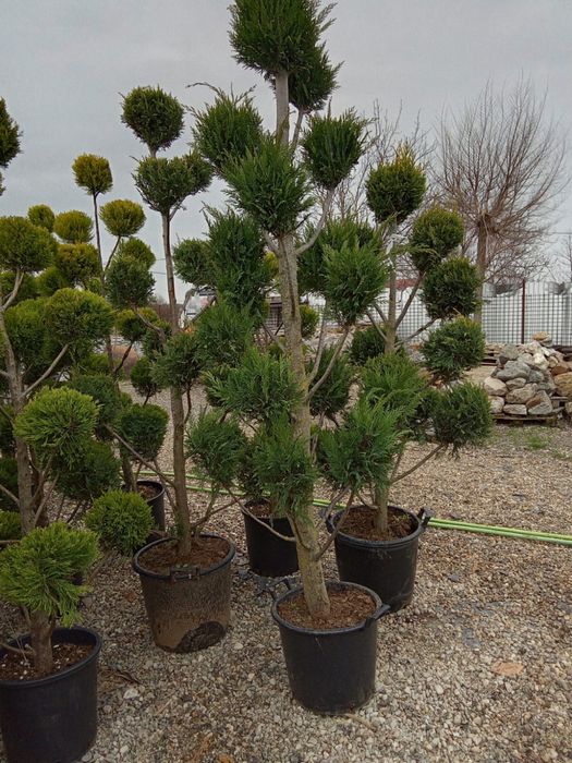 Garden Devis | Plante Ornamentale