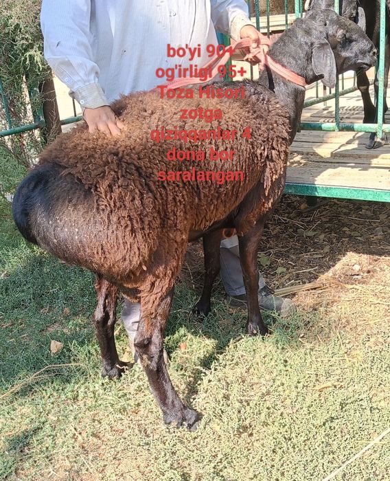 Toza hisori Qochqorlar zot yunalishiga saralangan