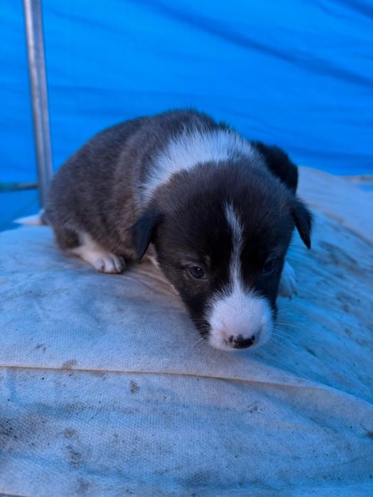 Donez Cățeluși Metis