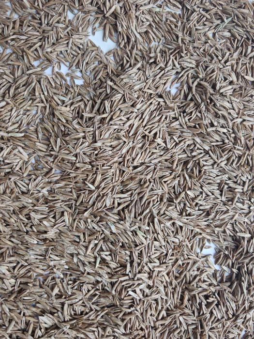 Газон уруґ бор месни