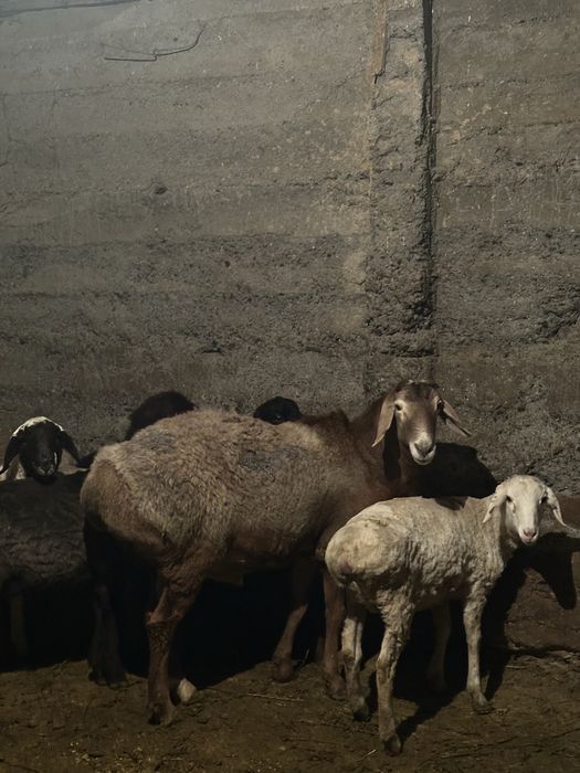 қошқар           .