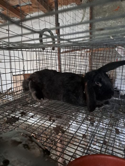 Iepure berbec german