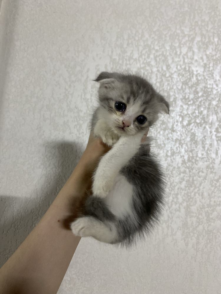 Scottish fold arzon narxlada