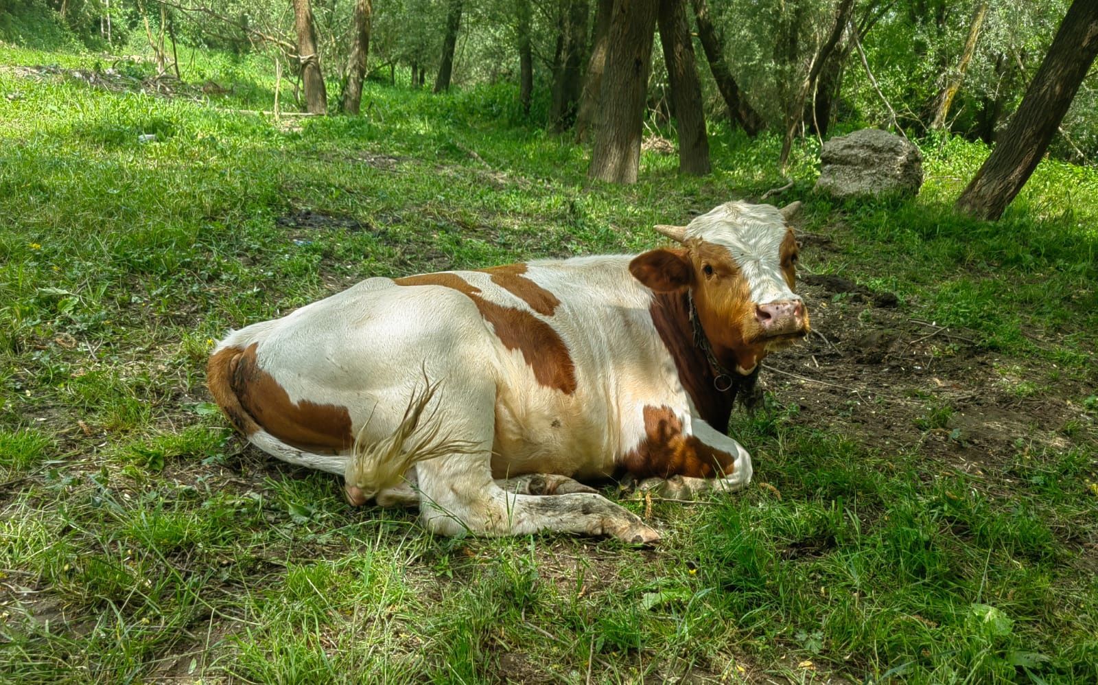 Vând Vițel Tăuraș