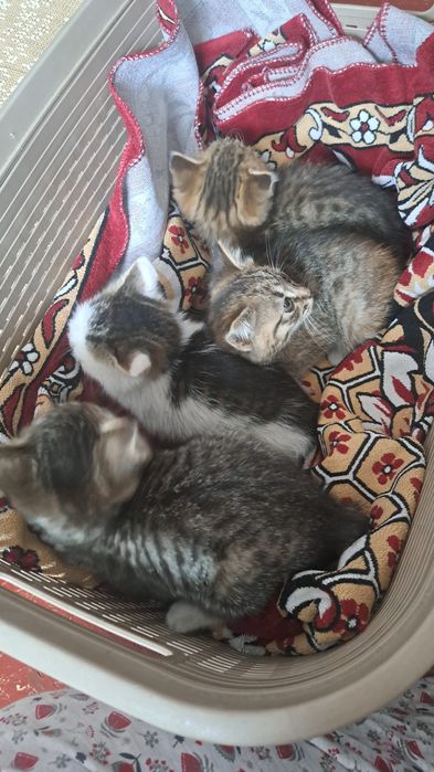 Отдам в добрые руки