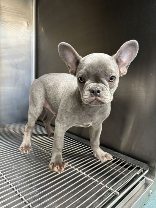 Bulldog francez mascul blue