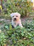 bichon alb,talie mică 
Pui bichon, alb, talie mică (max 4 kg , l