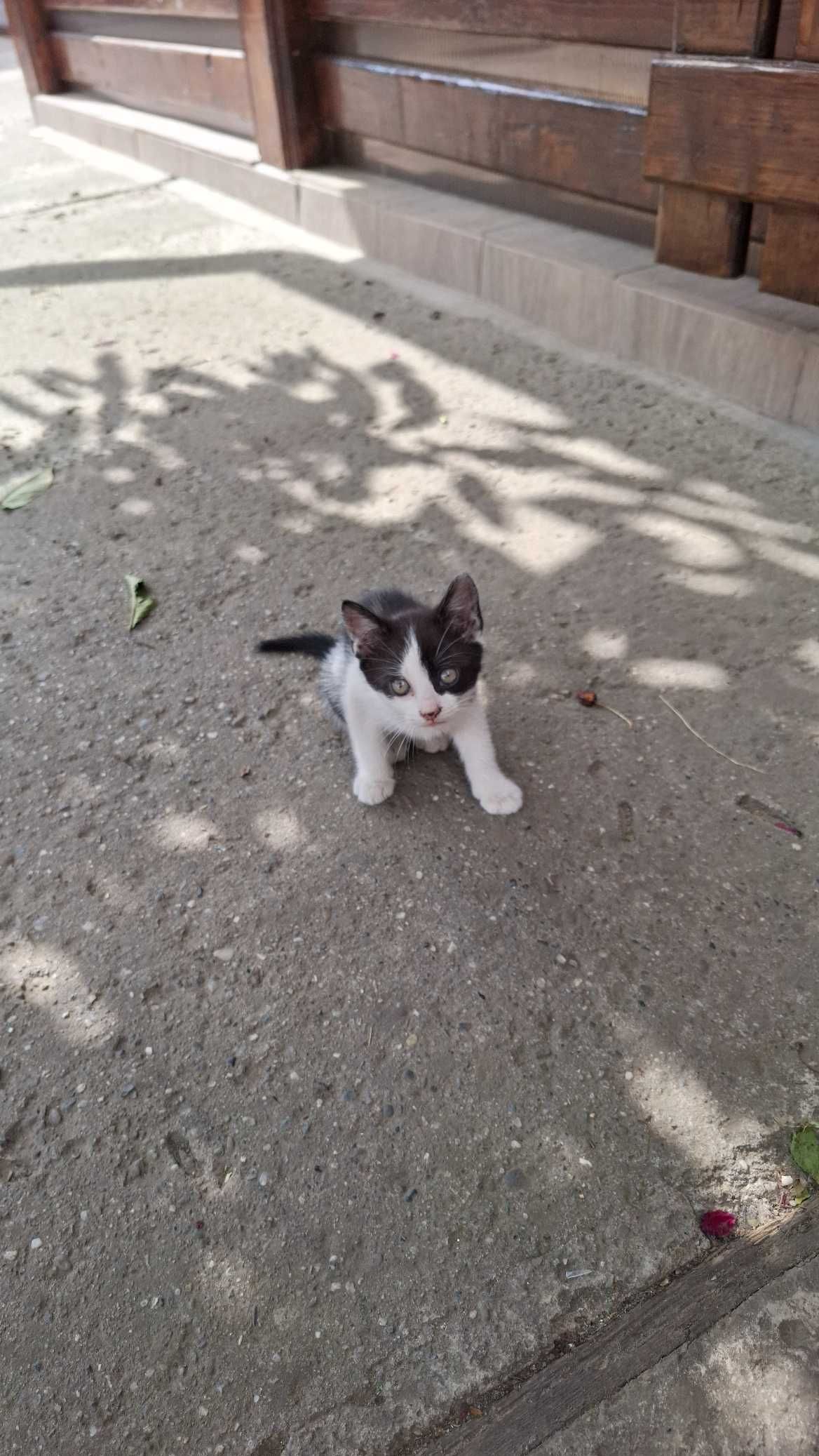 Donez pui de pisica