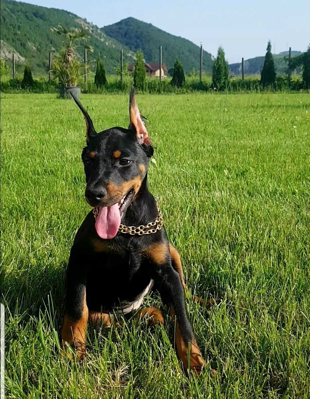 Pui doberman cadoul  perfect