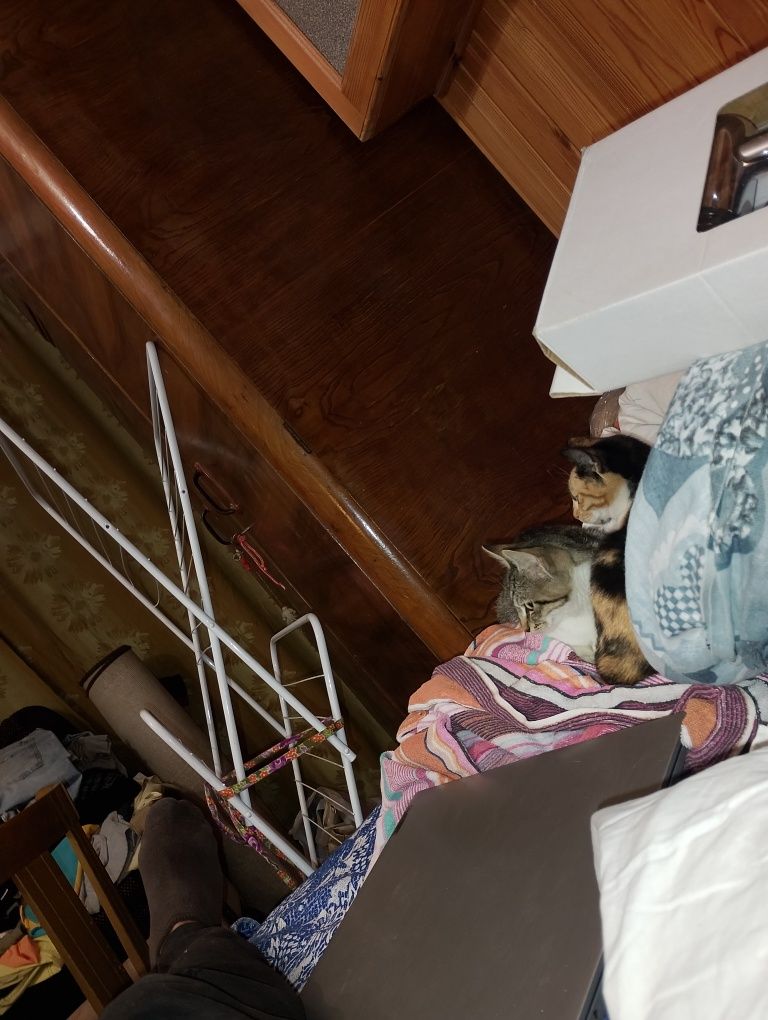 Подарявам котета. Здрави игриви . На 3 месеца.