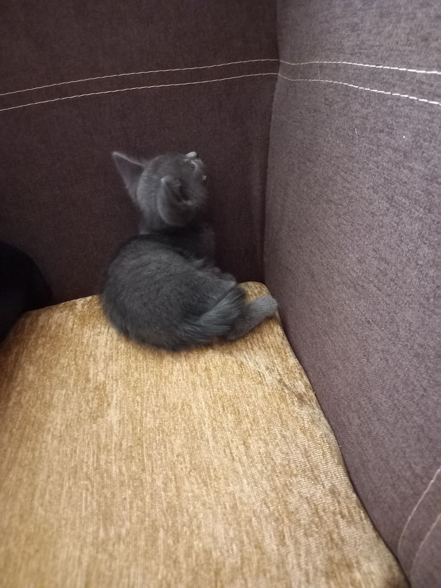Руска синя котка