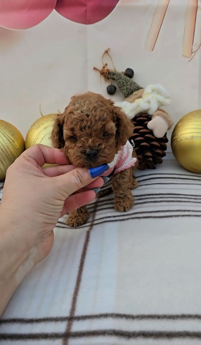 Пудел той с родословие - 5 поколения назад