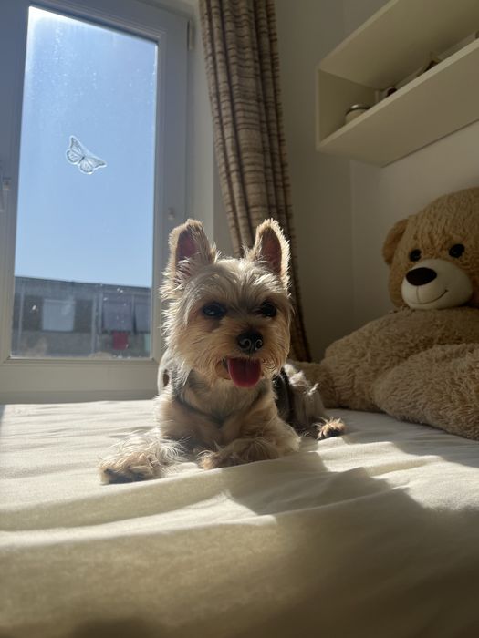 Frizerie canină , tunsori la modă pentru caței șic