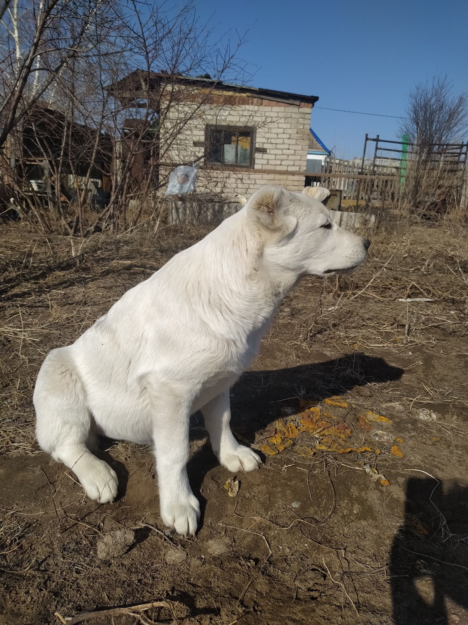 Щенки САО Алабай