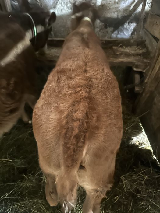 Vand doue vitele intarcate una angus si baltata