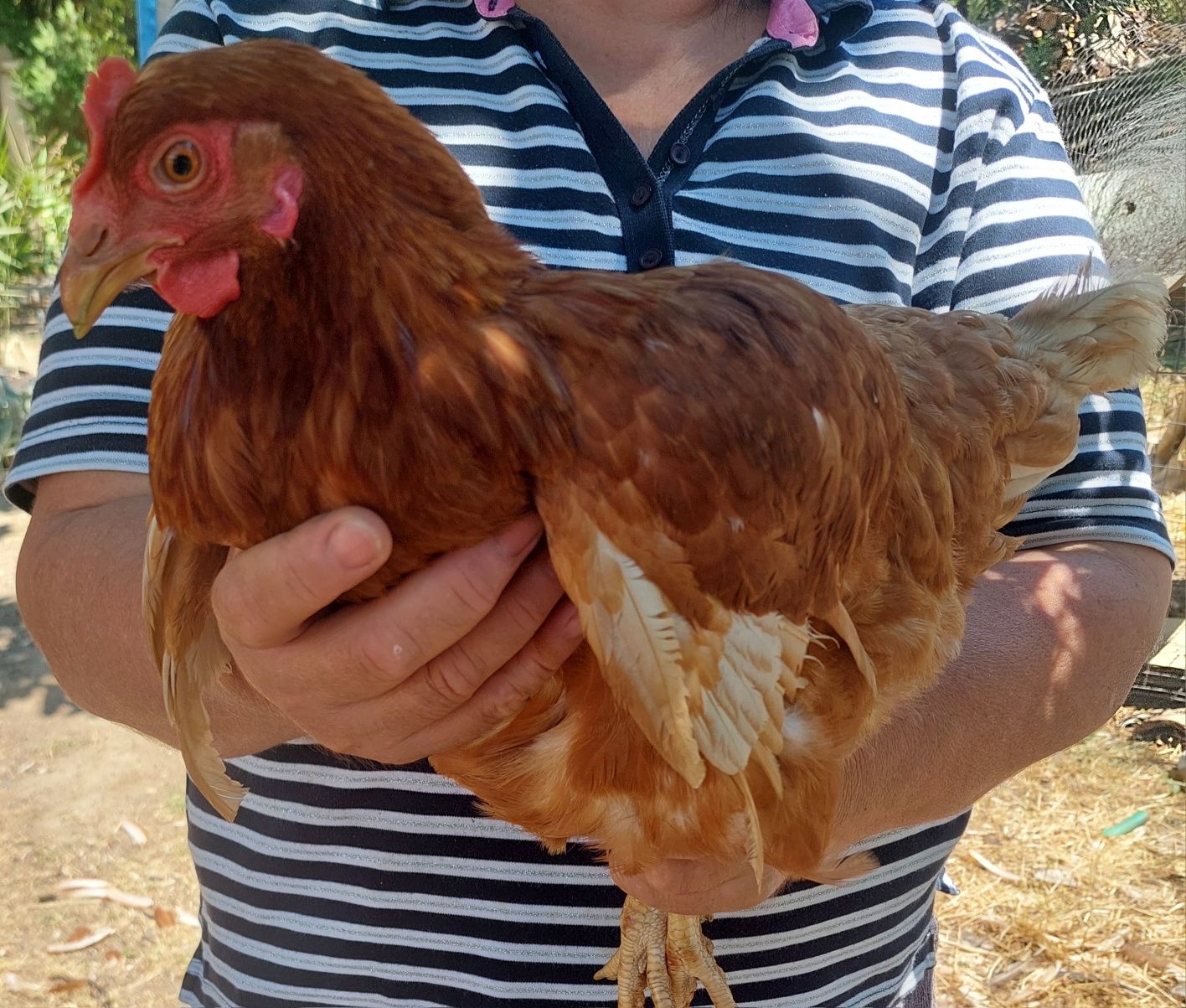 Продавам Ярки и Петли