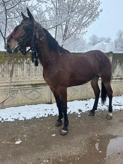 Vând carlana de 3 ani