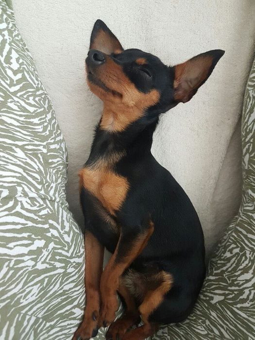 Продаются щенки Пинчера!