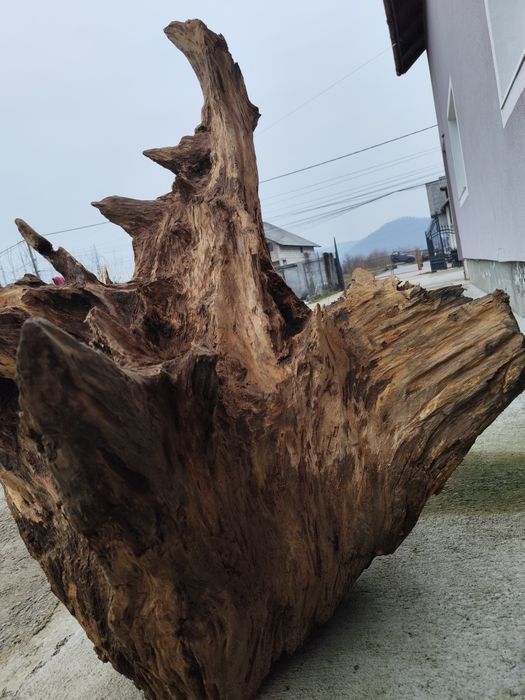 Rădăcină de stejar ,ornamental