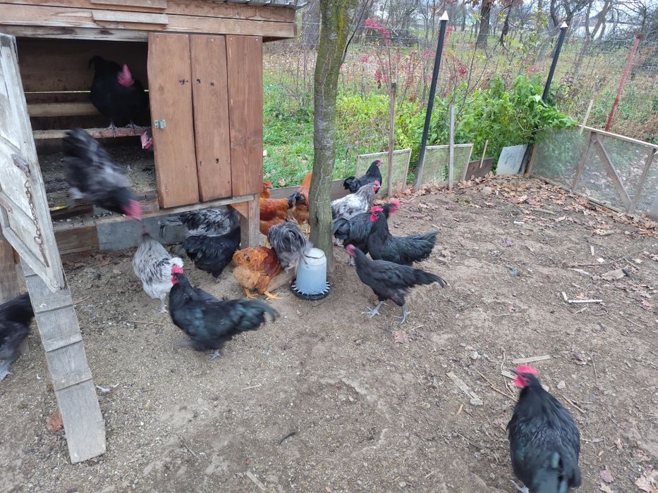 Cocosi australorp, new hampshire. Gaini oua batrane