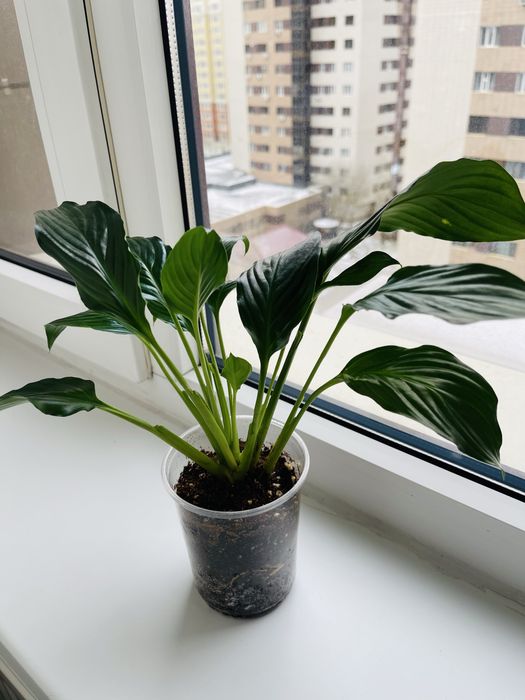 Спатифиллум(женское счастье)